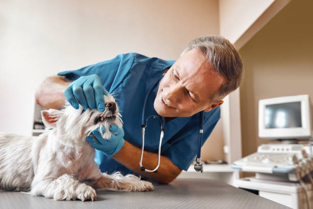 Best Knocked-Out Tooth (Avulsed Tooth) Treatment in Smithville, OH